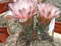 Gymnocalycium calochlorum v. proliferum ©JLcoll.1882.jpg